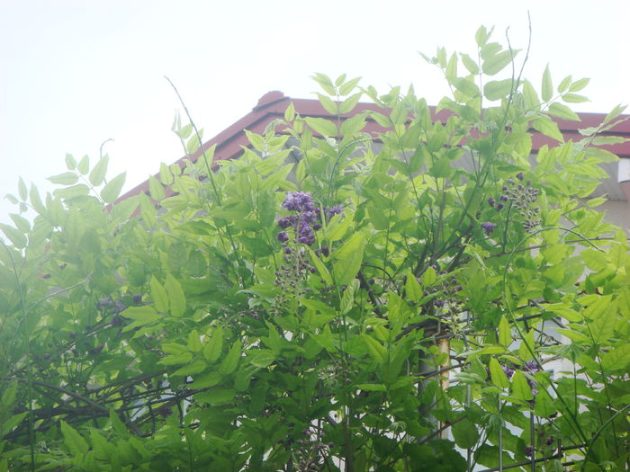 wisteria 2015-05-07 (3) - Primavara a venit