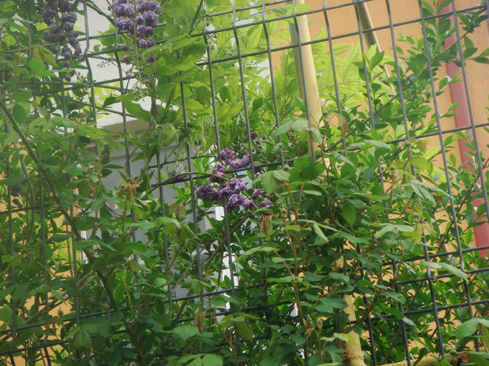 wisteria 2015-05-07 - Primavara a venit