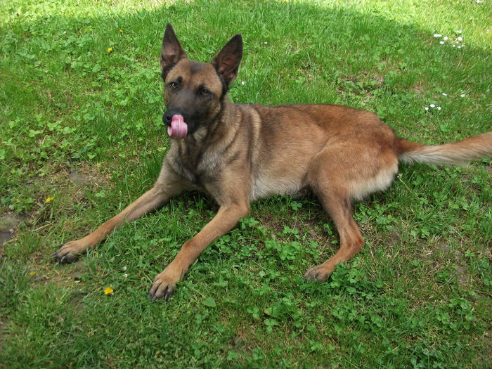 DSCF2360 - ciobanesc belgian malinois