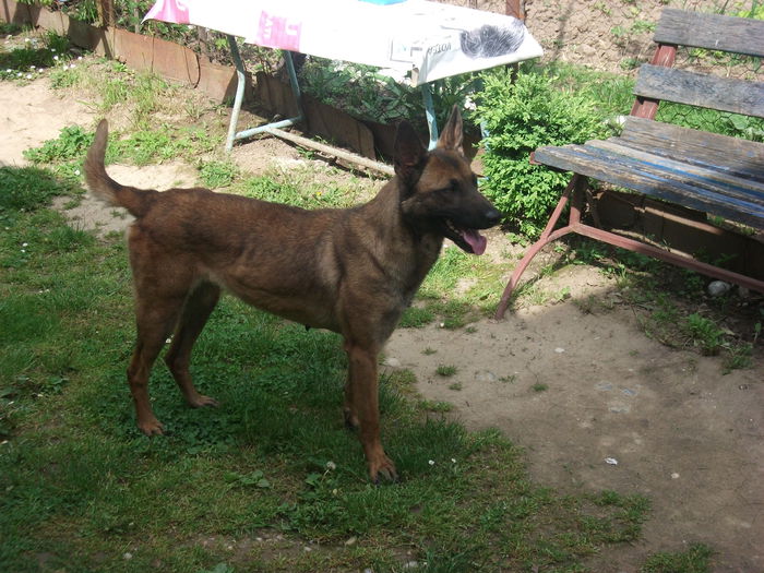 DSCF2368 - ciobanesc belgian malinois