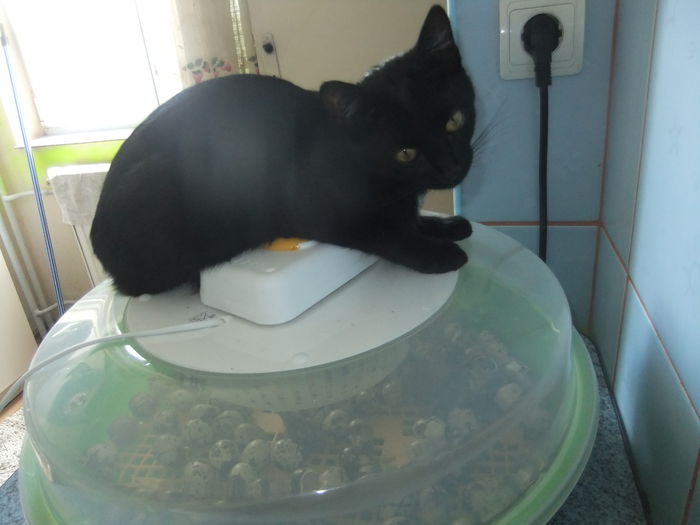 DSCF9379 - seria a-II-a de pui de prepelita