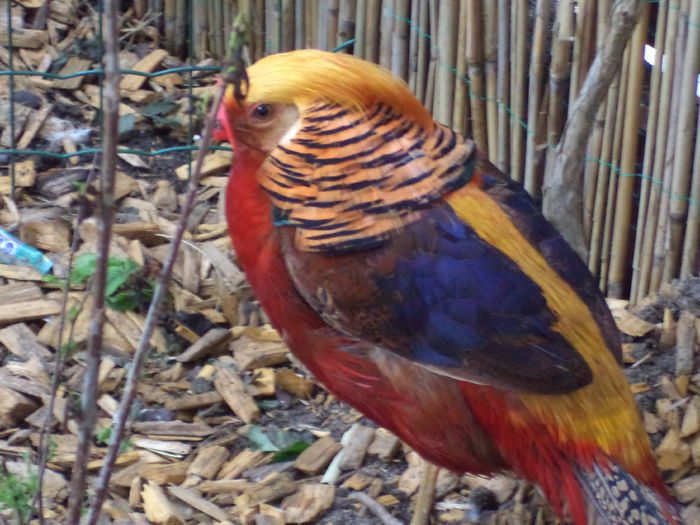 Fazan auriu - chrysolophus pictus - Fazani de ornament