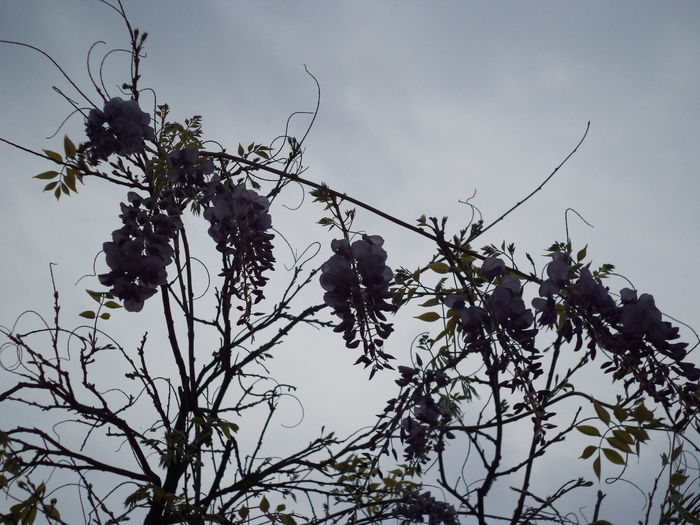 DSC03657 - 2015 Flori in  gradina