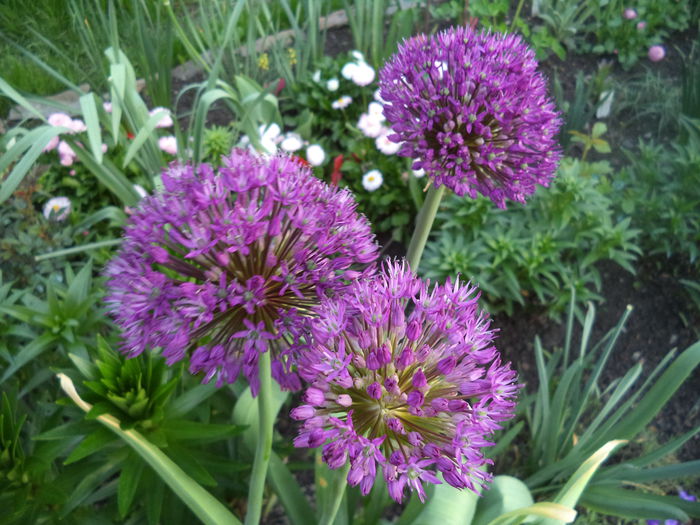 DSC03665 - 2015 Flori in  gradina