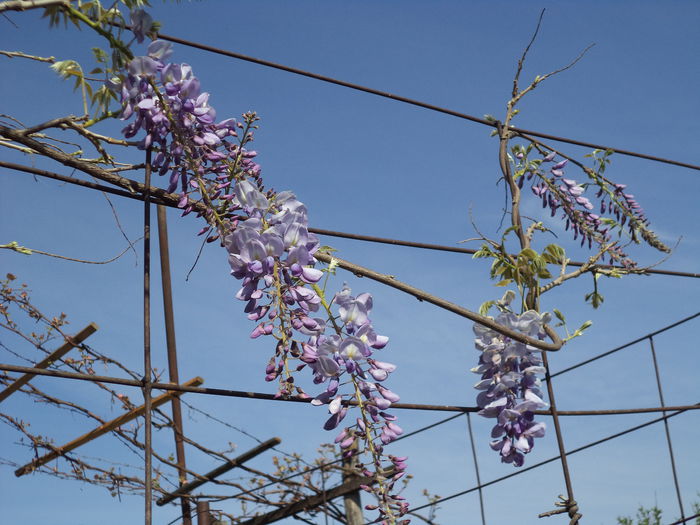 DSC03653 - 2015 Flori in  gradina