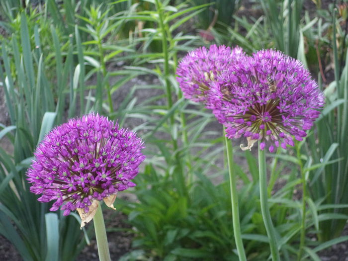 DSC03672 - 2015 Flori in  gradina