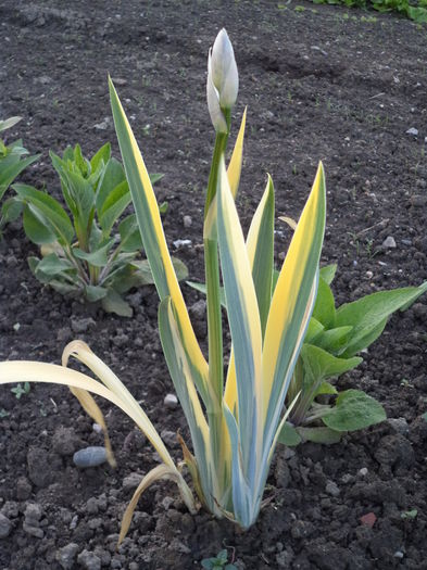 DSC03668 - 2015 Flori in  gradina