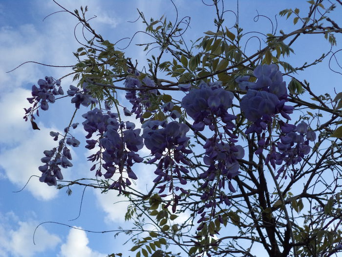 Glicina - 2015 Flori in  gradina