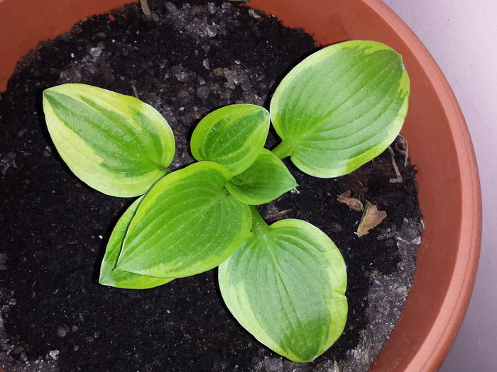 106 - HOSTA - 2015 - 2020