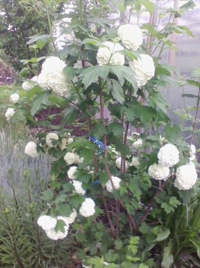 calin-viburnum - a-a FLORI - 2015