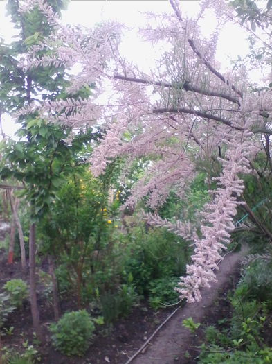 tamarix
