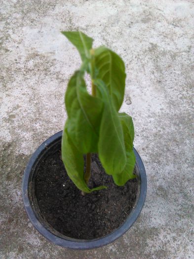 Pachystachys-07.05.2015