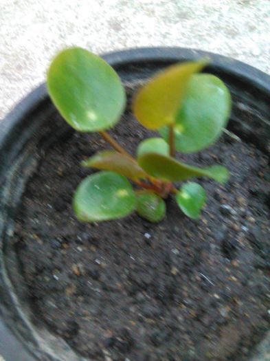 pilea peperomioides