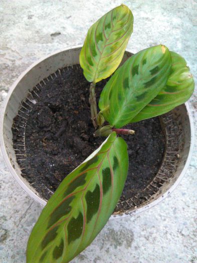 Maranta tricolor (Maranta leukoneura erytrophylla) - 512 Maranta tricolor  Maranta leukoneura erytrophylla
