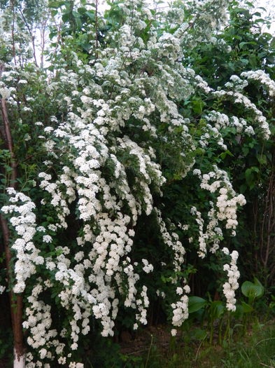 Spirea