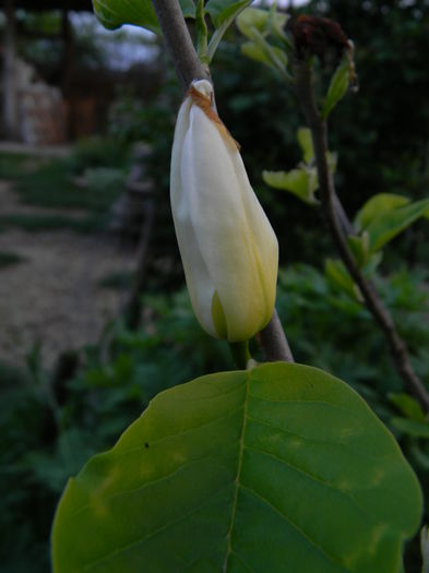 un   boboc intarziat de magnolie - 3 Gradina 2015