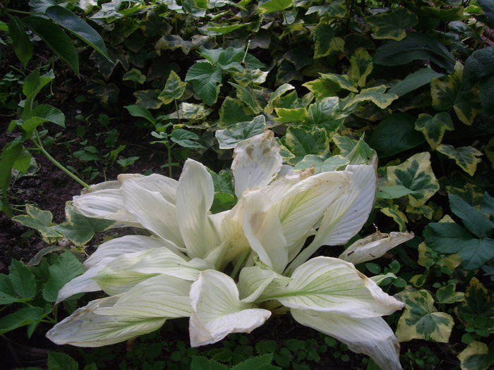 IMGP7875 - flori si trandafiri - 2015