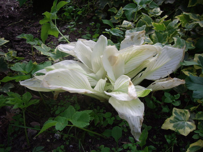 IMGP7877 - flori si trandafiri - 2015