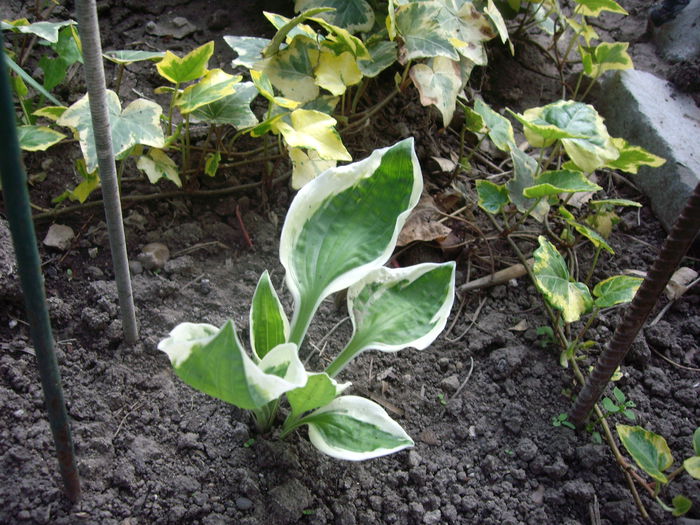 IMGP7878 - flori si trandafiri - 2015