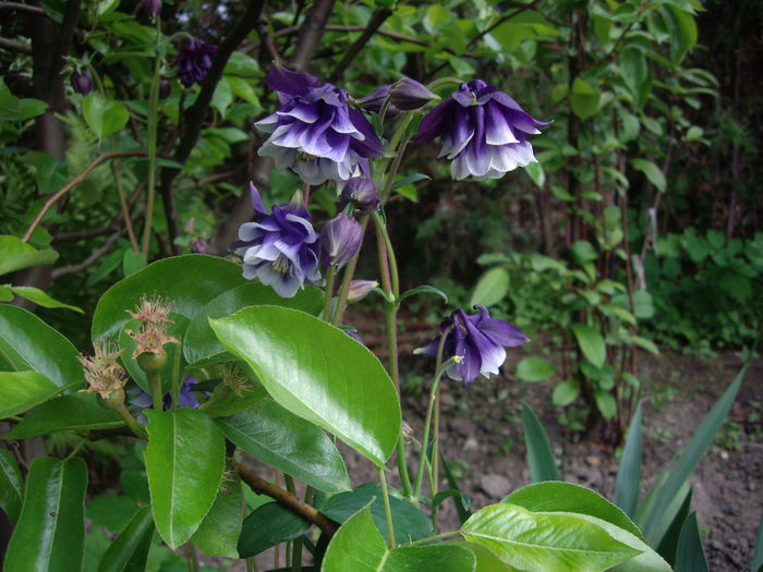 IMGP7879 - flori si trandafiri - 2015