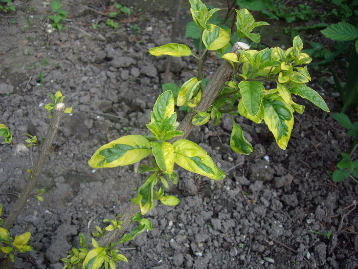 IMGP7883 - flori si trandafiri - 2015