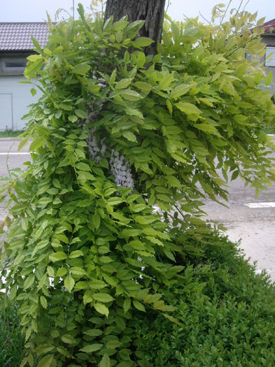 IMGP7886 - flori si trandafiri - 2015