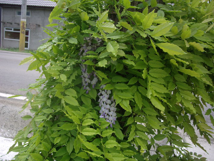 IMGP7889 - flori si trandafiri - 2015