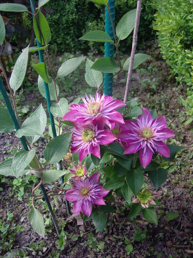 IMGP7867