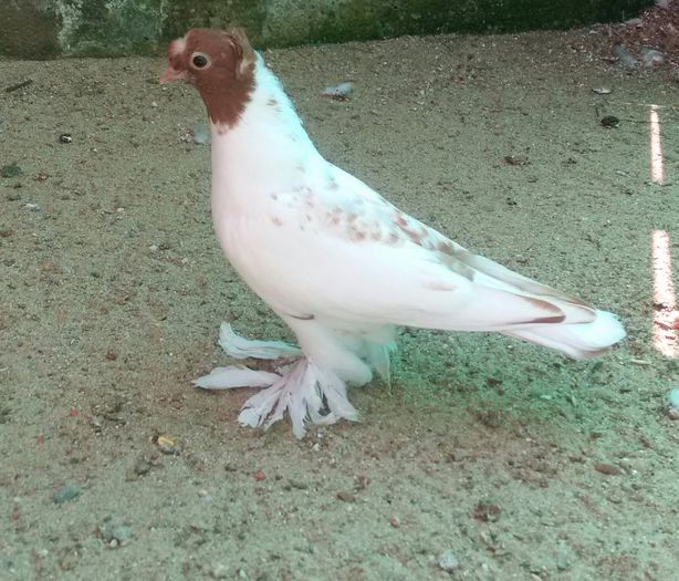 mascul 2015 Bilc Ionut jud Cluj