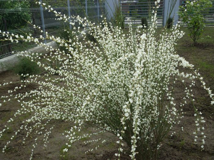 Cytisus Scoparius - Gradina cu flori 2015