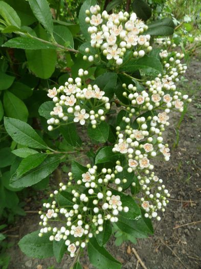 SAM_6218 - Gradina cu flori 2015