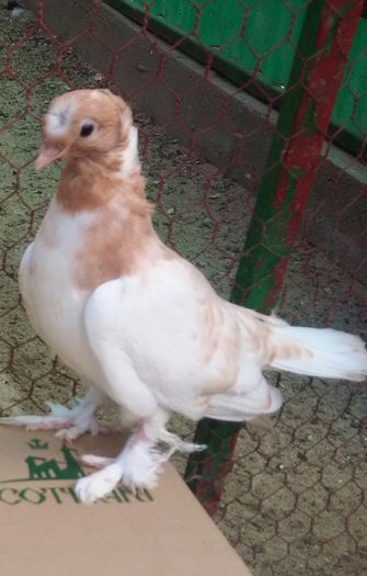 Femela 2015 Nicolae Caracal jud Olt