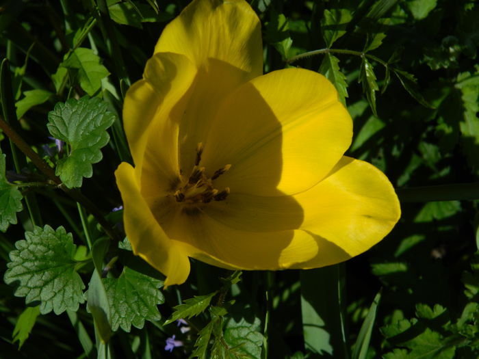 DSCN5934 - 2015_MAI