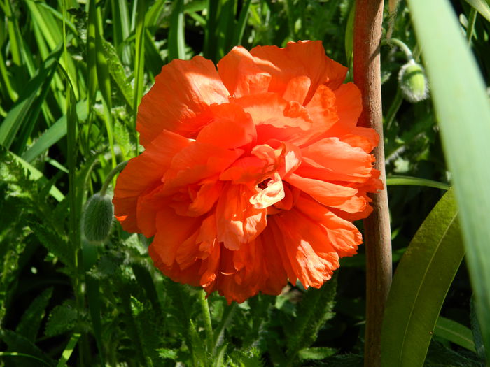 DSCN5938 - 2015_MAI