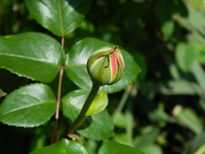 DSCN5941 - 2015_MAI
