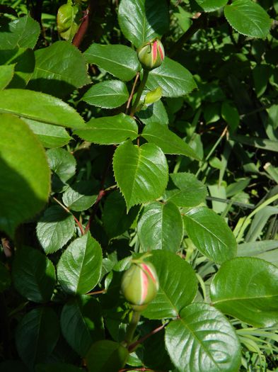 DSCN5943 - 2015_MAI