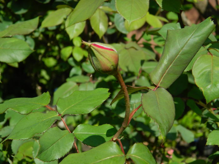 DSCN5944 - 2015_MAI