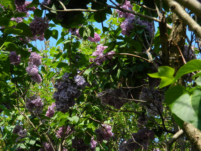 DSCN5947 - 2015_MAI