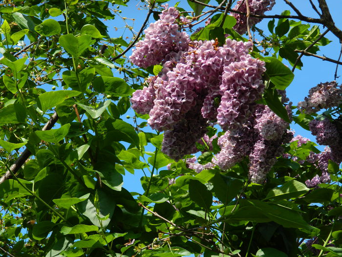 DSCN5948 - 2015_MAI