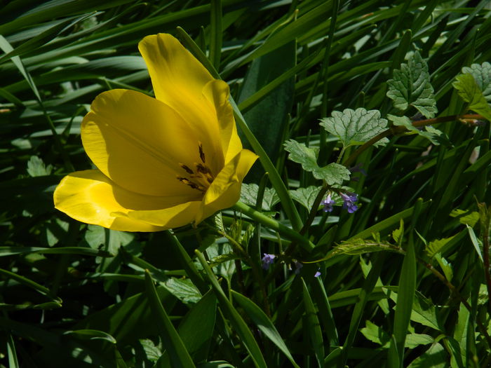 DSCN5950 - 2015_MAI