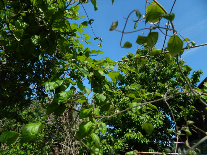 DSCN5954 - 2015_MAI