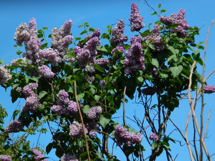 DSCN5963 - 2015_MAI