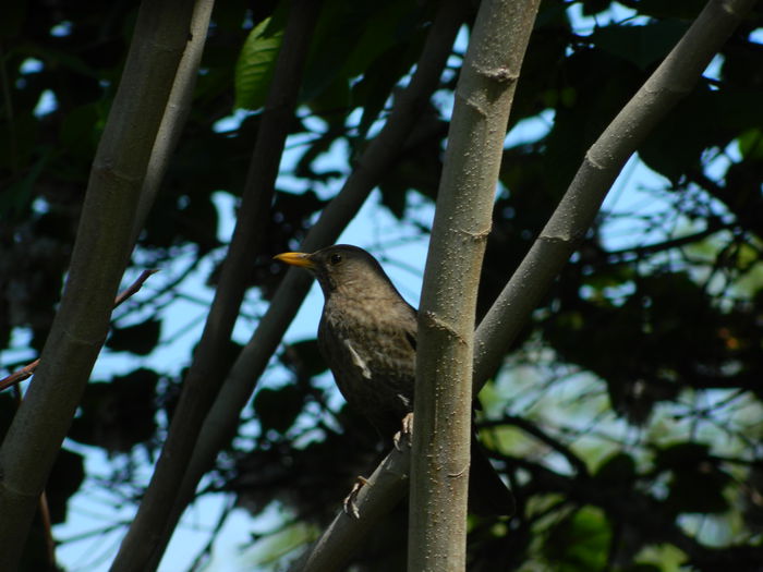 DSCN5964 - 2015_MAI
