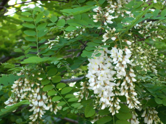DSCN5971 - 2015_MAI