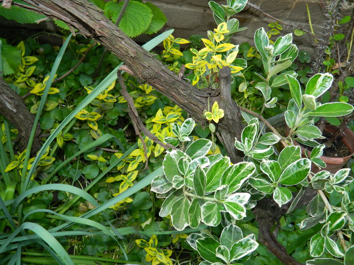 DSCN5980 - 2015_MAI