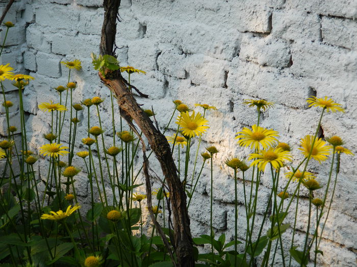 DSCN5983 - 2015_MAI