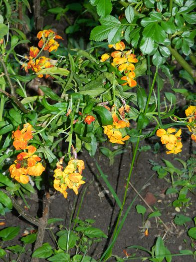 DSCN5988 - 2015_MAI