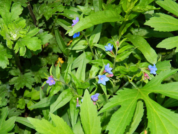 DSCN5990 - 2015_MAI