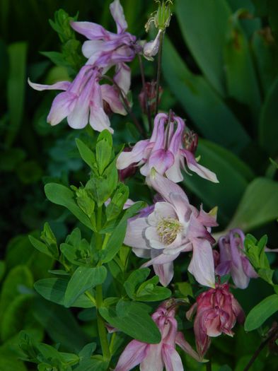 DSCN5997 - 2015_MAI