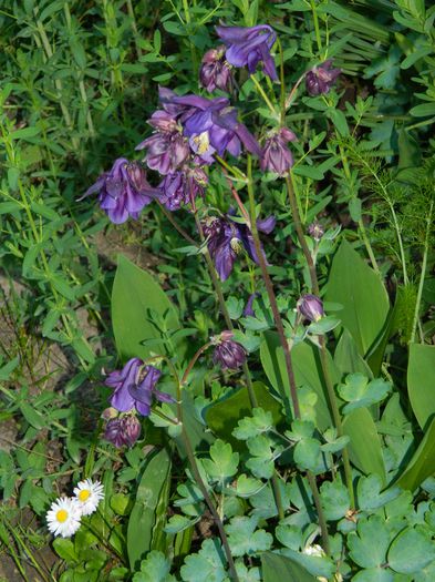 DSCN5998 - 2015_MAI